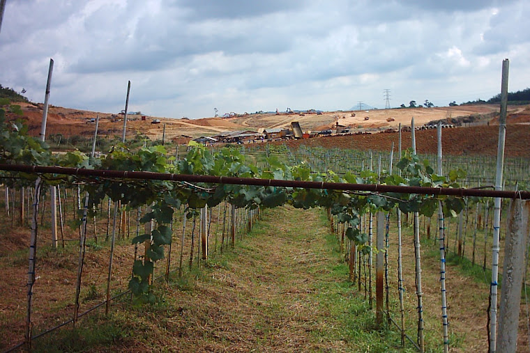 One part of grape plantation