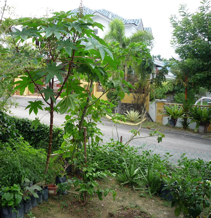 My extended Herbal Project in Malaysia phase -3