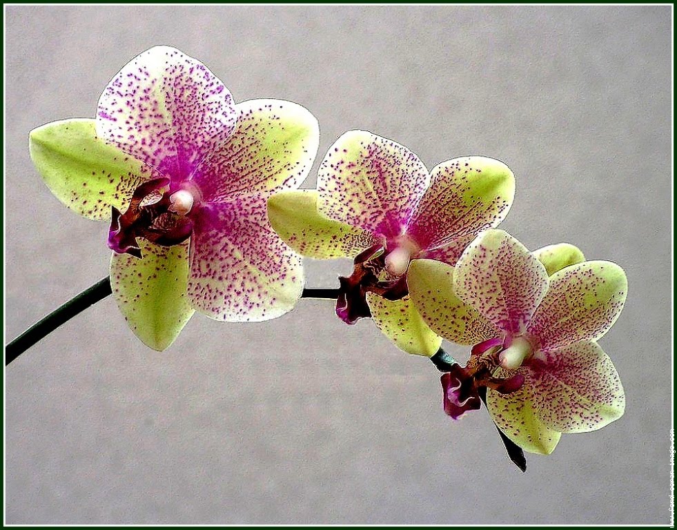 http://4.bp.blogspot.com/_1SyubB5i3Iw/SwqUUi3dgPI/AAAAAAAAALg/AirS7OkMIhQ/s1600/galerie-membre,fleur-orchidee,orchidee-tricolore.jpg