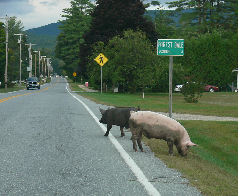 Creature Kinships and Natural Affinities Pigs' Tails and Fanciful Journeys