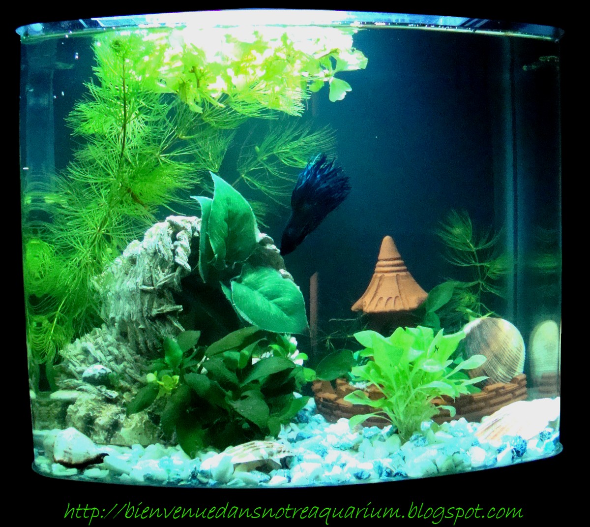 Bienvenue dans notre aquarium! L'aclimatation du betta splendens dnas