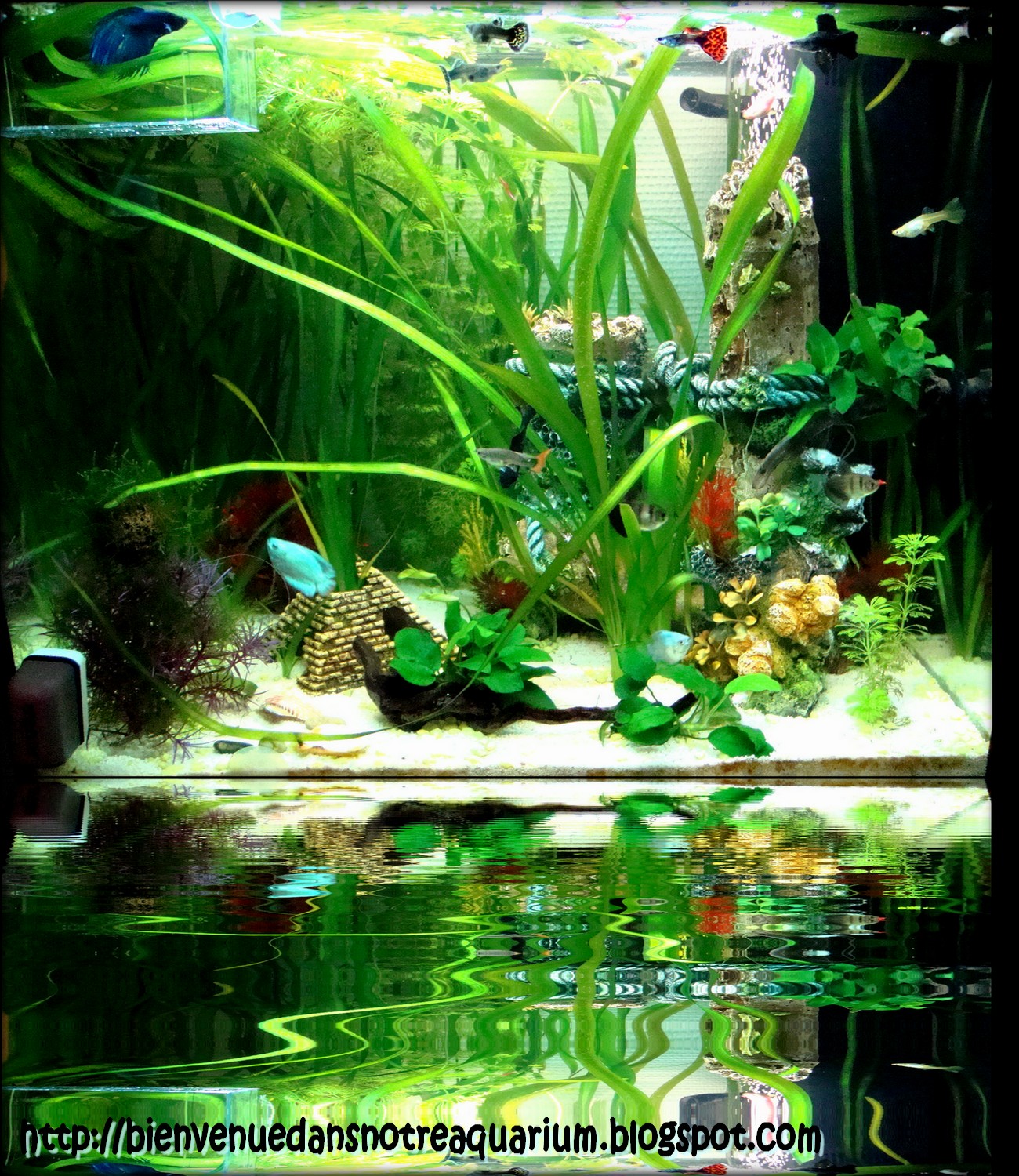 Bienvenue dans notre aquarium! Un nouvel aquarium de 23L pour un betta