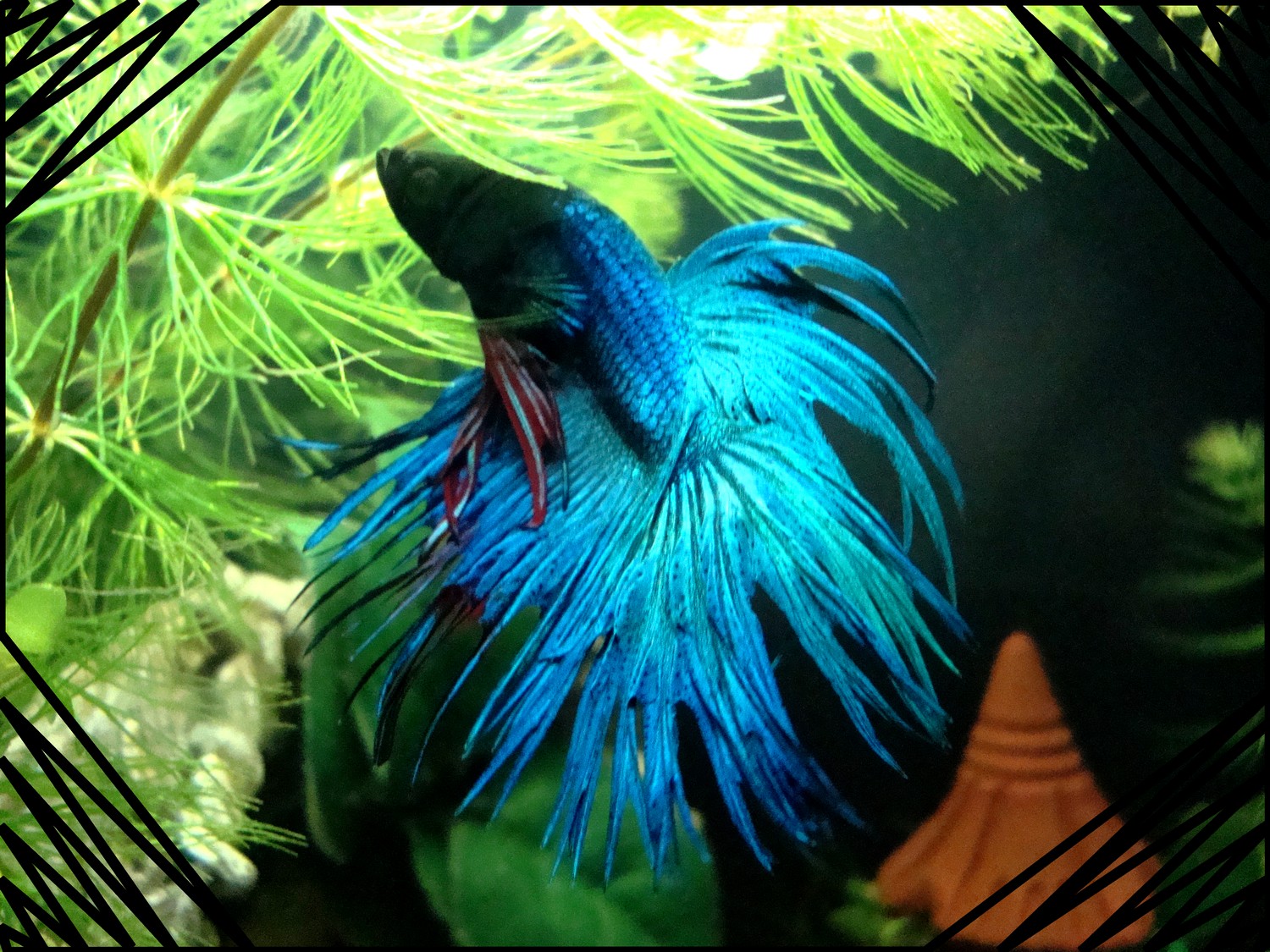 Bienvenue dans notre aquarium! "Bluedream" joli betta splendens crowntail!