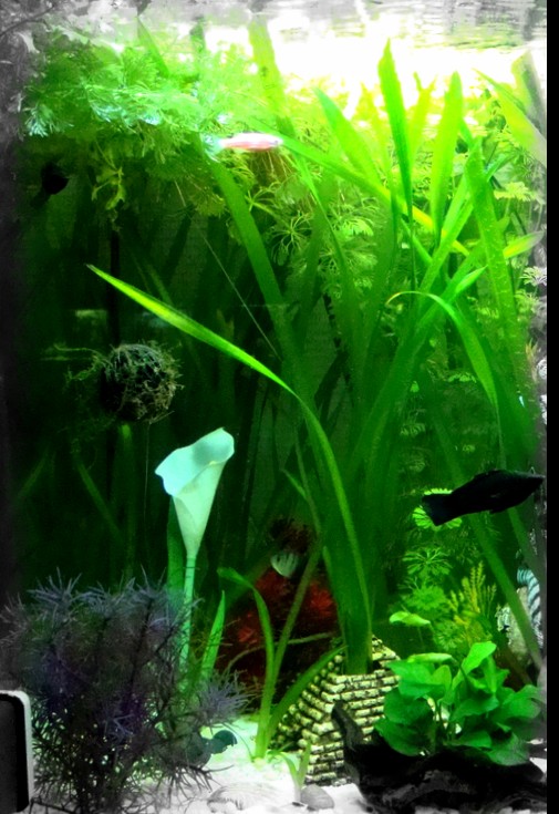 Bienvenue dans notre aquarium! La boule de mousse de java améliorée