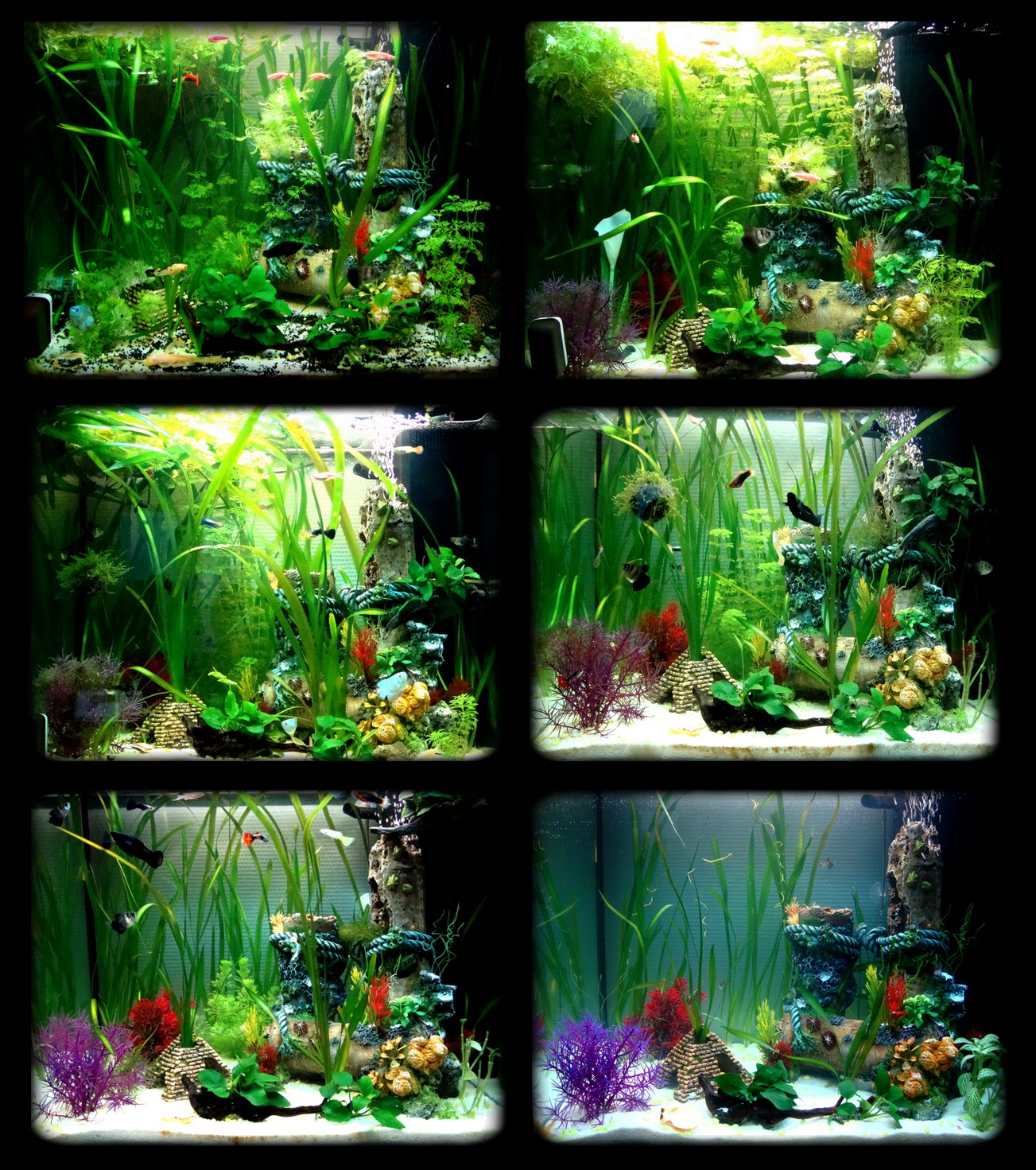 Bienvenue dans notre aquarium! Evolution d'un aquarium communautaire