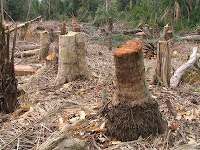 Deforestation in Bolivia