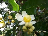 Cocomono Flower