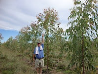 Eucalyptus pellita exhibits rapid growth!