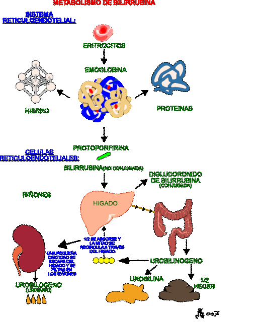 metabolismo de farmacos va a parar nunca?