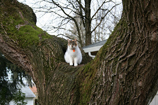 I like to hide in the tree