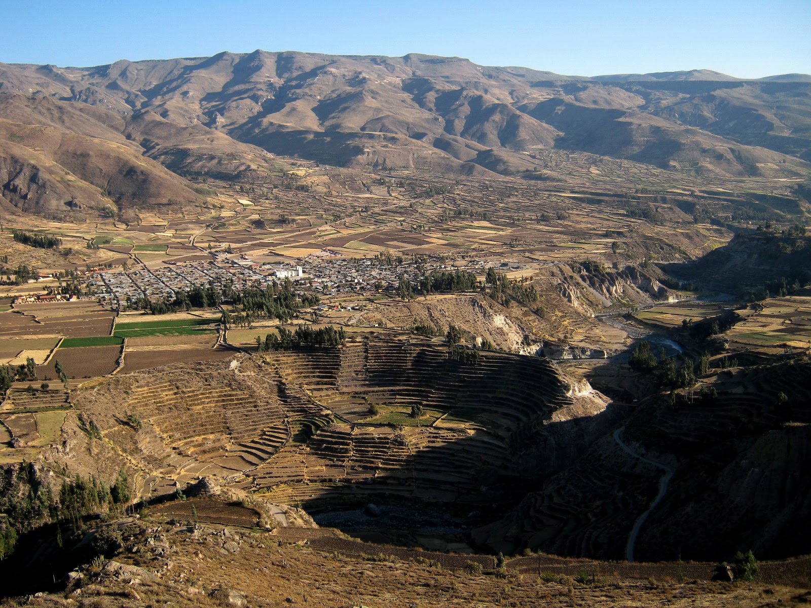 The Colca Specialist  Peruvian Paso Horses Colca Valley