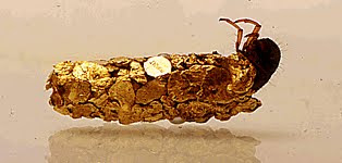 art&insects: Hubert Duprat