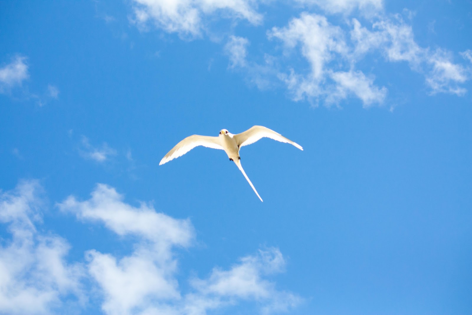 Seychelles 2010 J4 Praslin