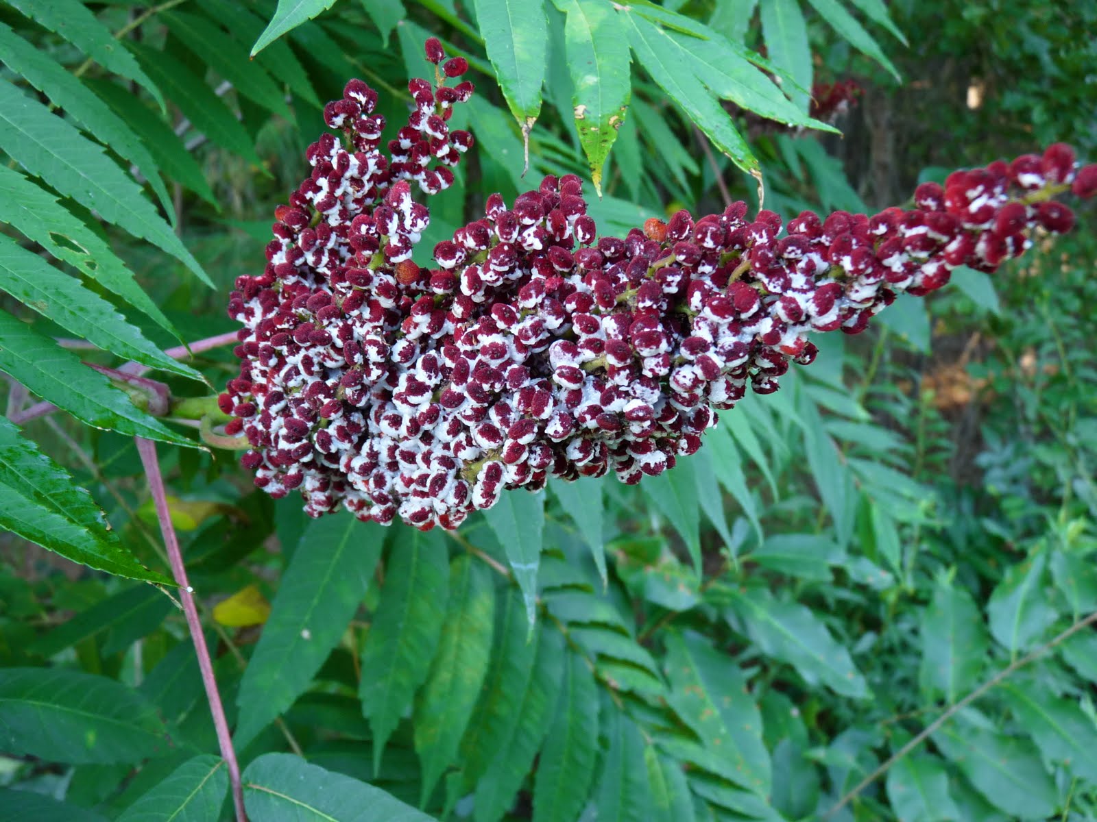 The Soul of a Forager Smooth Sumac
