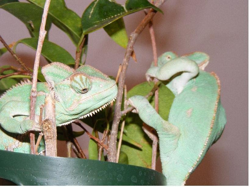 ((INSTALL)) Chameleon Digestive System