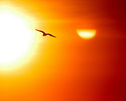flying heat sun motivation climate health bird personality change sky waves monday devastate impact could against orange led cancer skin