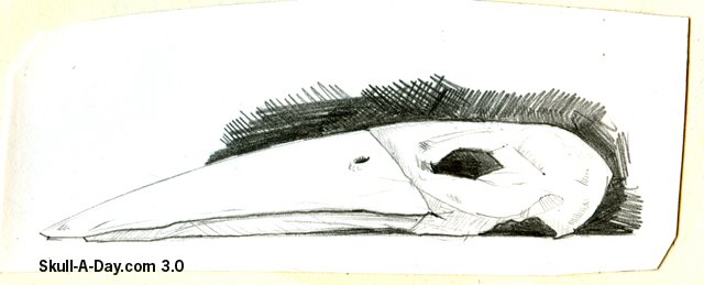 [depino+skull.jpg]