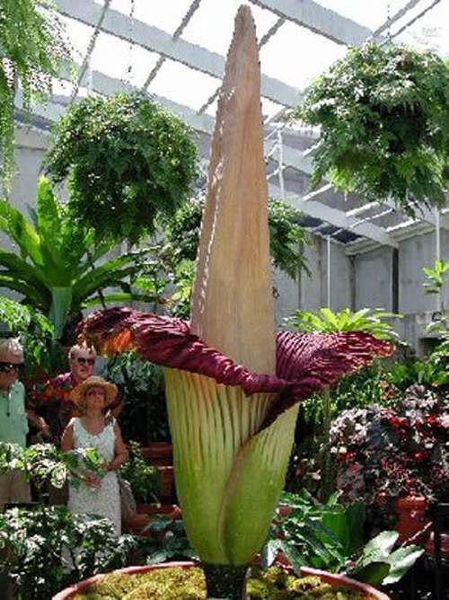 Image Impression World largest, smallest and biggest flowers and plants