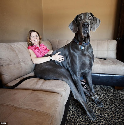 สุนัข ตัว สูงที่สุดในโลก ( Tallest Dog Ever ) | Dogilike Board