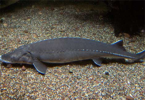 [lake-sturgeon-riverbed-ga.jpg]