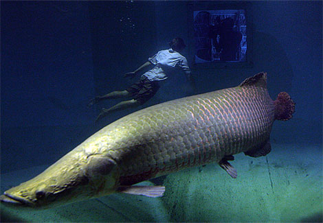 [arapaima-diver-ga.jpg]