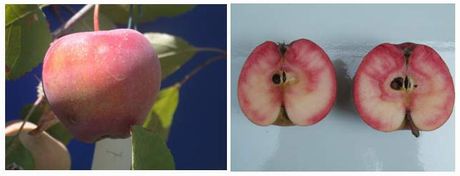 Mondo Cucina Redlove la mela dalla polpa rossa