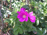 The Beach Plum
