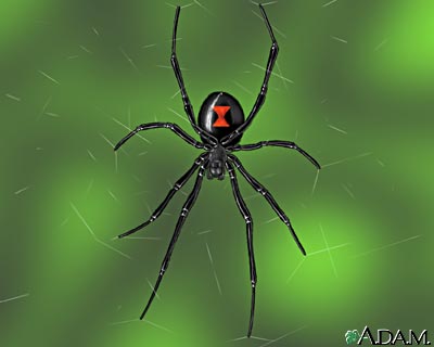 [black-widow-spider-picture.jpg]