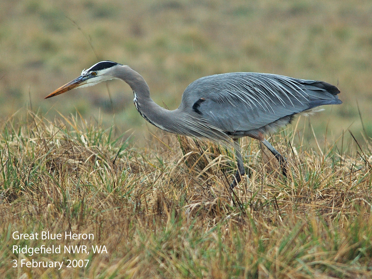 Northwest Nature Notes: CRANES AND HERONS