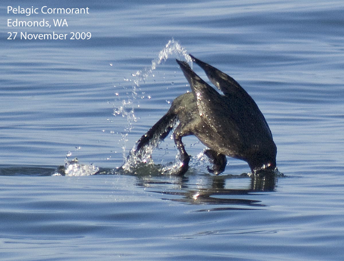 Northwest Nature Notes DIVING BIRDS