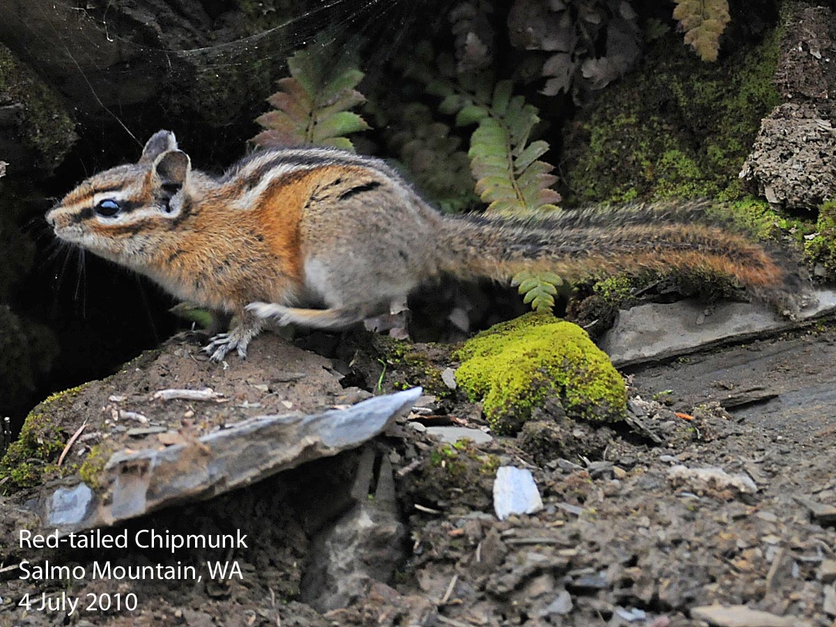 Northwest Nature Notes WASHINGTON CHIPMUNKS