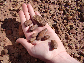 fossilized shark poop
