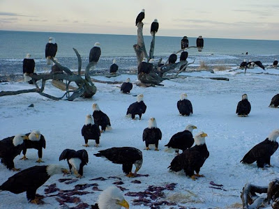 Feeding the Eagles!
