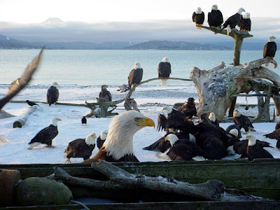 Feeding the Eagles!