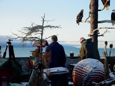 Feeding the Eagles!