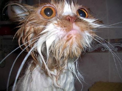 Wet Cat