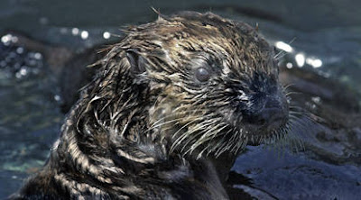Oily otter playing for symapthy
