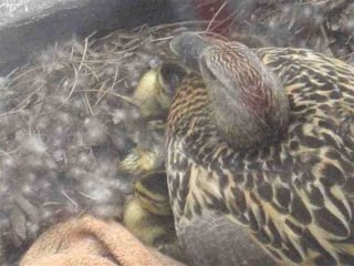 A True Duck Story from Saskatoon