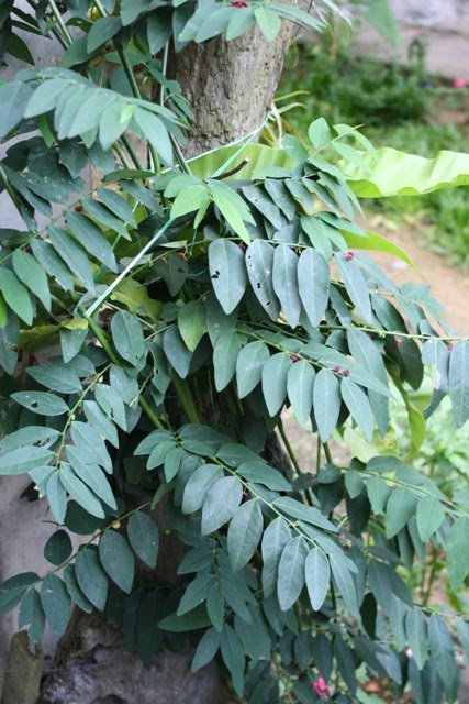 BEAN'S 随性天地: 拉仔菜/树仔菜就是守宫木/天绿香？