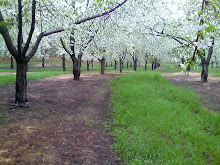 Tart Cherries in Spring
