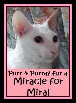 [MiralMiracle03-25-2008.jpg]