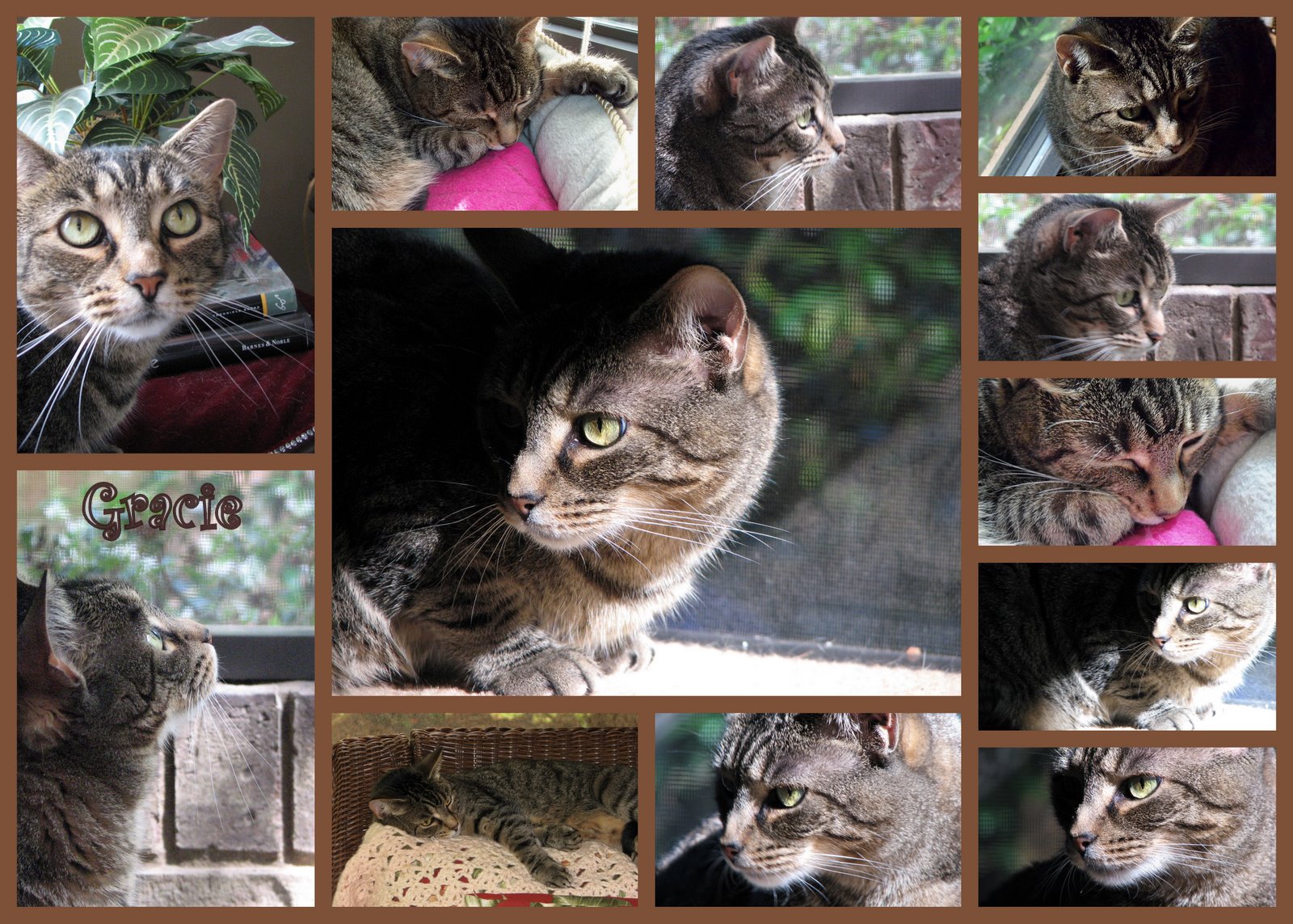 [GRACIE.jpg]