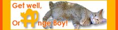 [orangeboy.jpg]