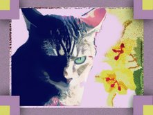 [gracieportraitzoolarty.jpg]