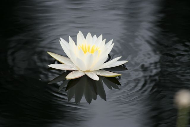[WATER+LILY.JPG]