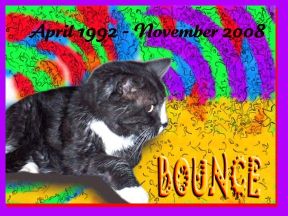 [Rainbows_for_Bounce-300.jpg]