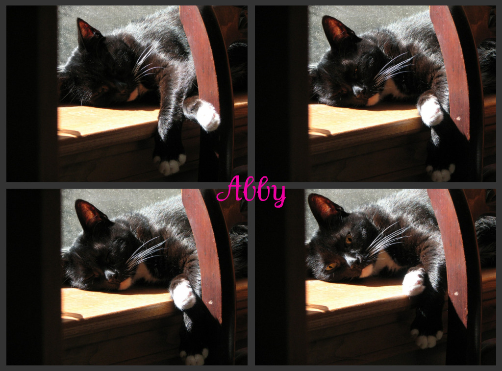 [abbyinthewindowcollage.jpg]