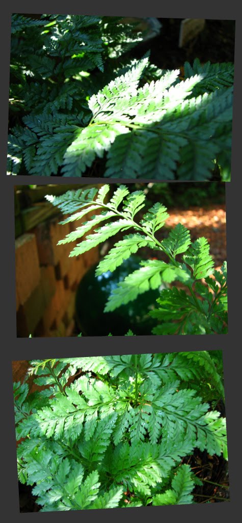 [maidenhairferncollage.jpg]