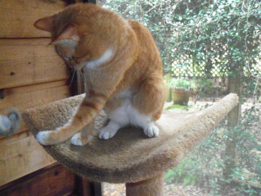 [EBAY+2572+(Large).jpg]