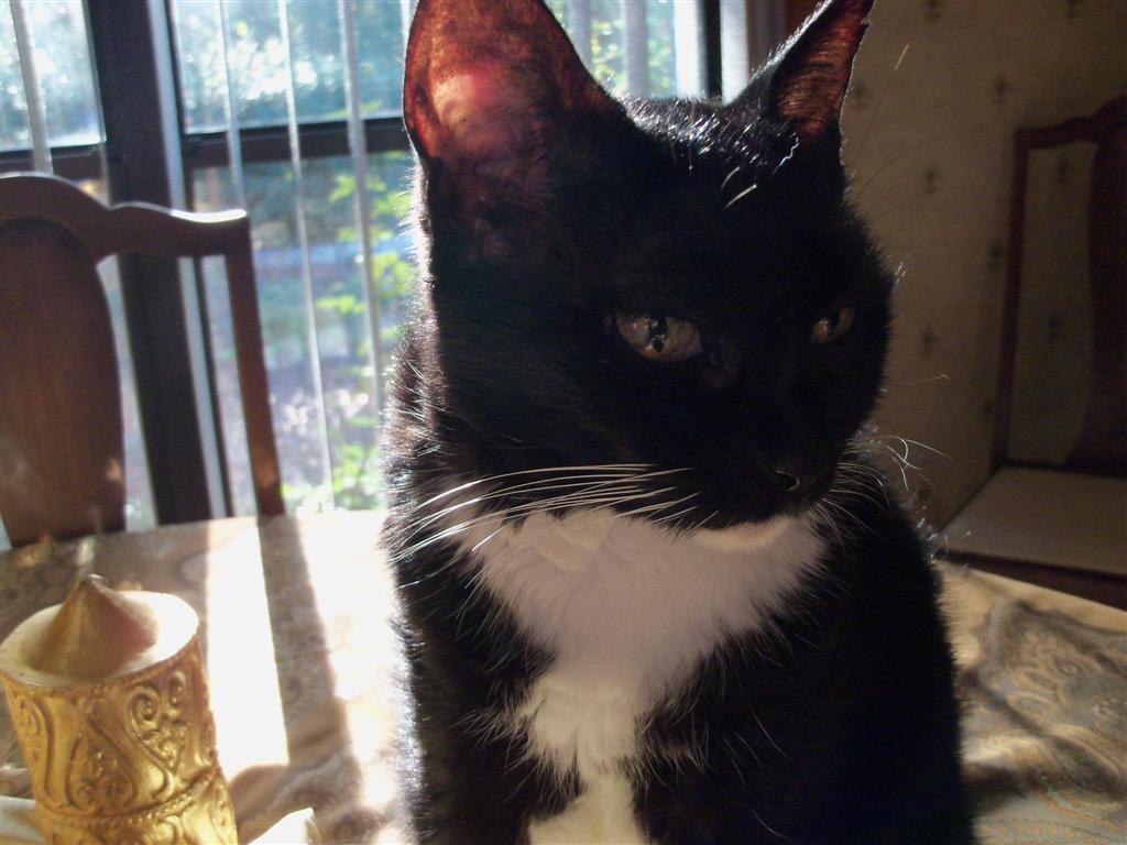 [EBAY+2586+(Large).jpg]